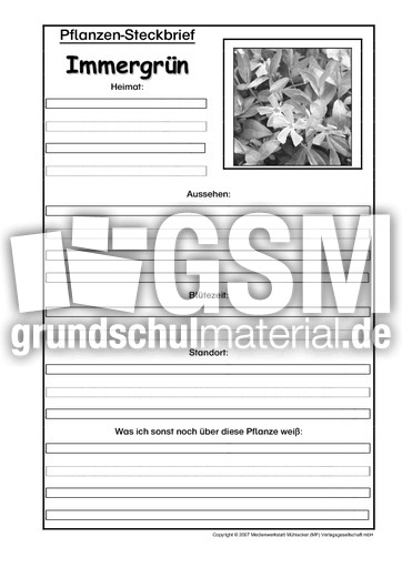 Pflanzensteckbrief-Immergrün-SW.pdf